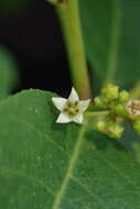 Image of California buckthorn