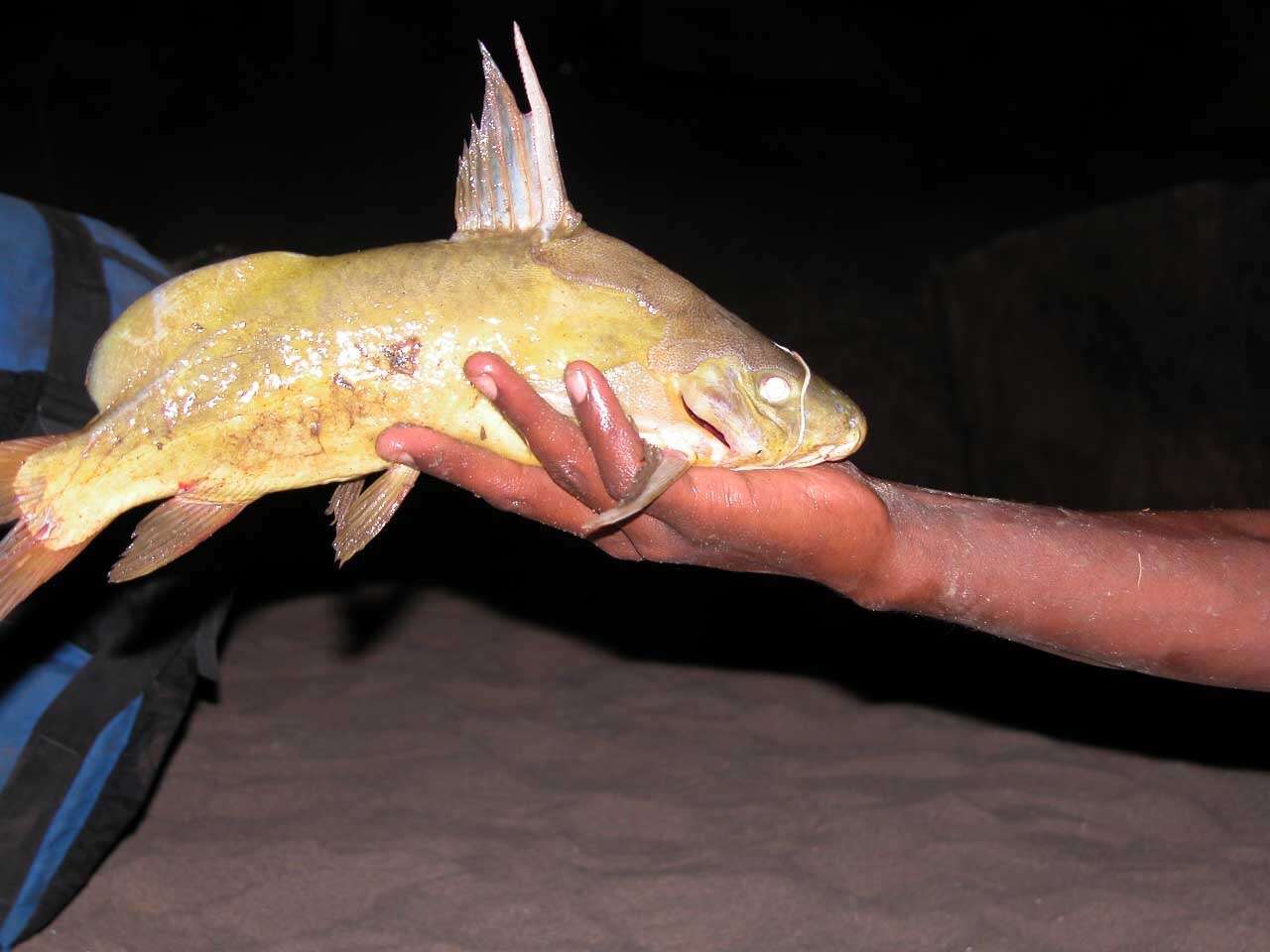 Image of Catfish