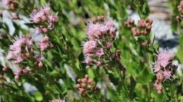 Image of western snakeroot