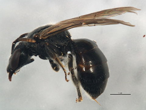Image of <i>Lasioglossum inconditum</i> (Cockerell 1916)