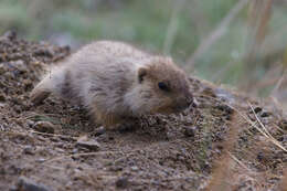 Imagem de Marmota sibirica (Radde 1862)