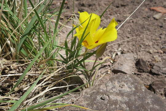 Image of golden mariposa lily