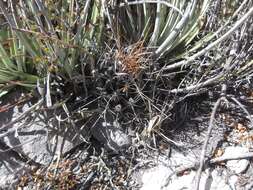 Image of Thelocactus tulensis (Polseg.) Britton & Rose