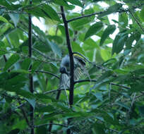 Image of Ashy Bulbul