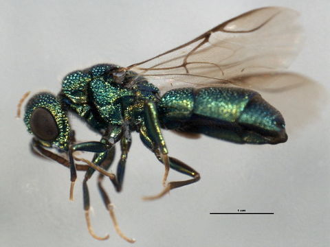 Image of <i>Trichrysis doriae</i>