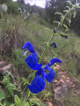 Imagem de Salvia patens Cav.