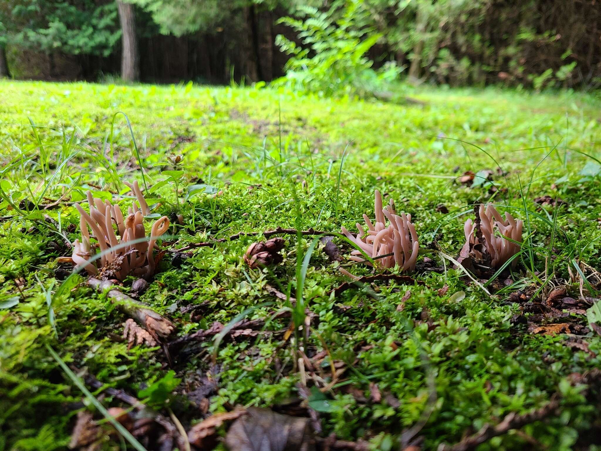 Image of Clavaria rubicundula Leathers 1956