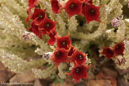 Image of Ceropegia socotrana (Balf. fil.) Bruyns