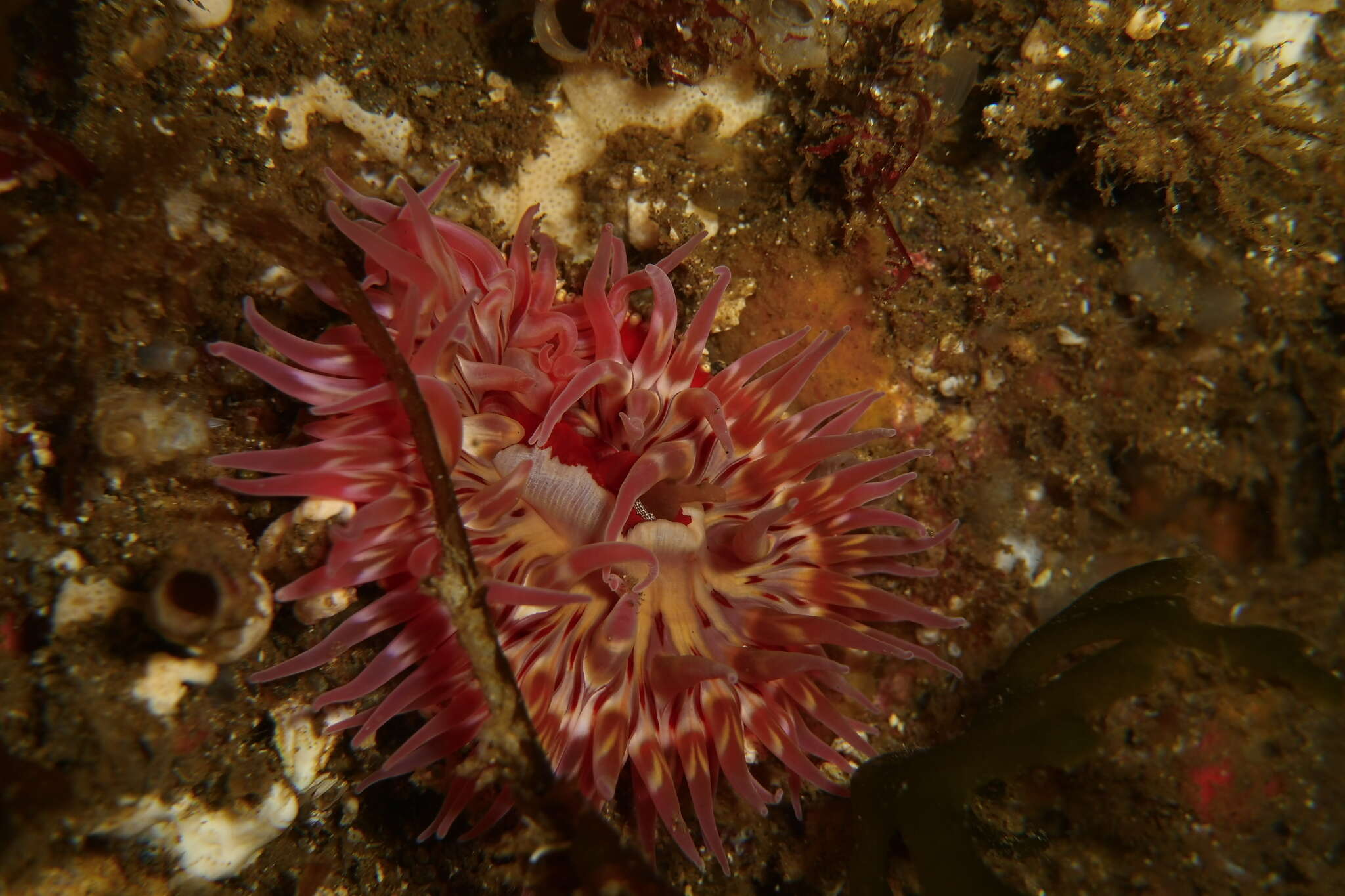 Image of McPeak anemone