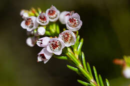 Image of Erica curvirostris var. curvirostris