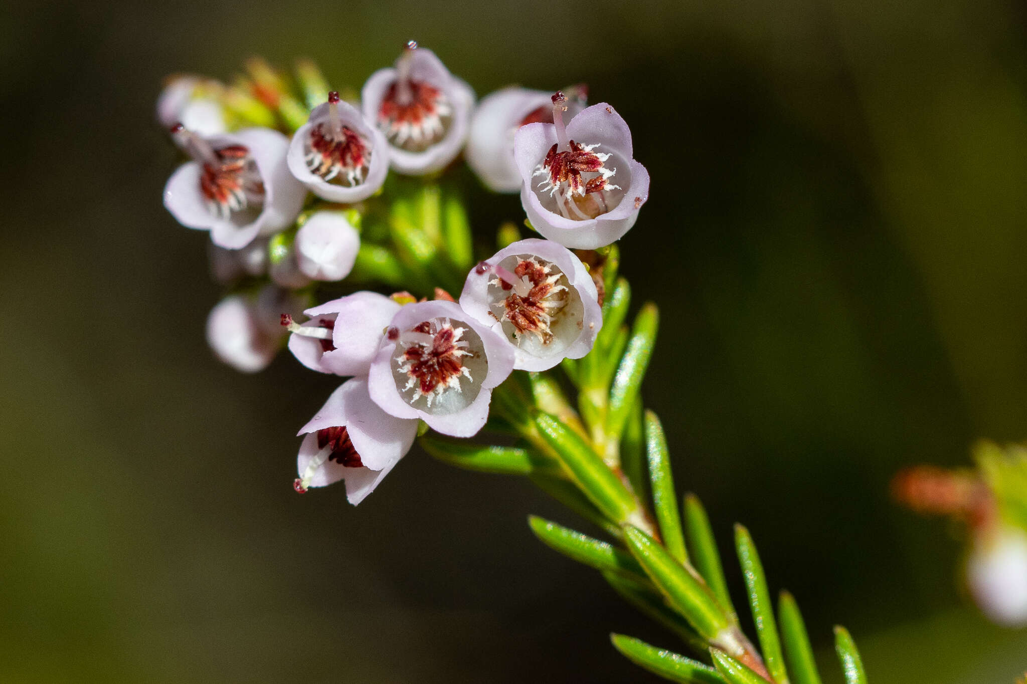 Image of Erica curvirostris var. curvirostris