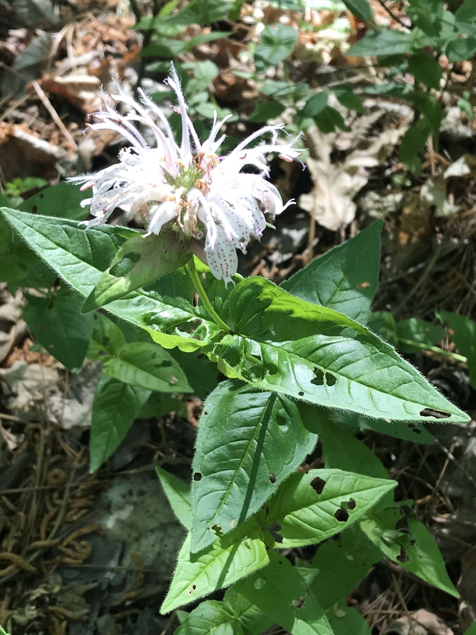 Image of eastern beebalm