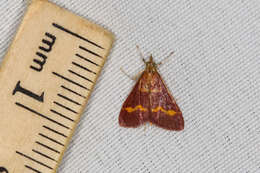 Image of Pyrausta pseuderosnealis Munroe 1976