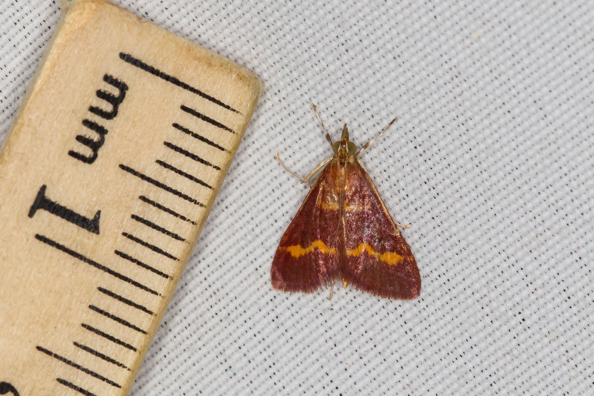 صورة Pyrausta pseuderosnealis Munroe 1976