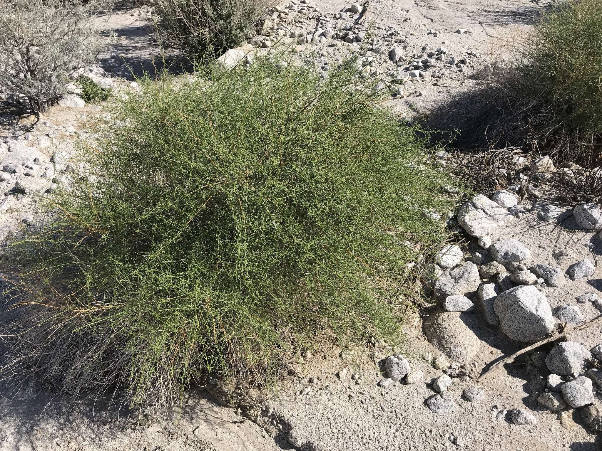 Image of Ambrosia salsola var. salsola