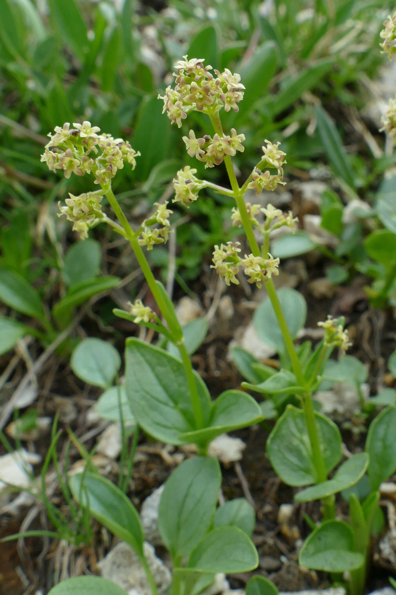 Image de Valeriana elongata Jacq.