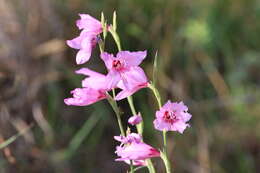 Imagem de Gladiolus brachyphyllus F. Bolus