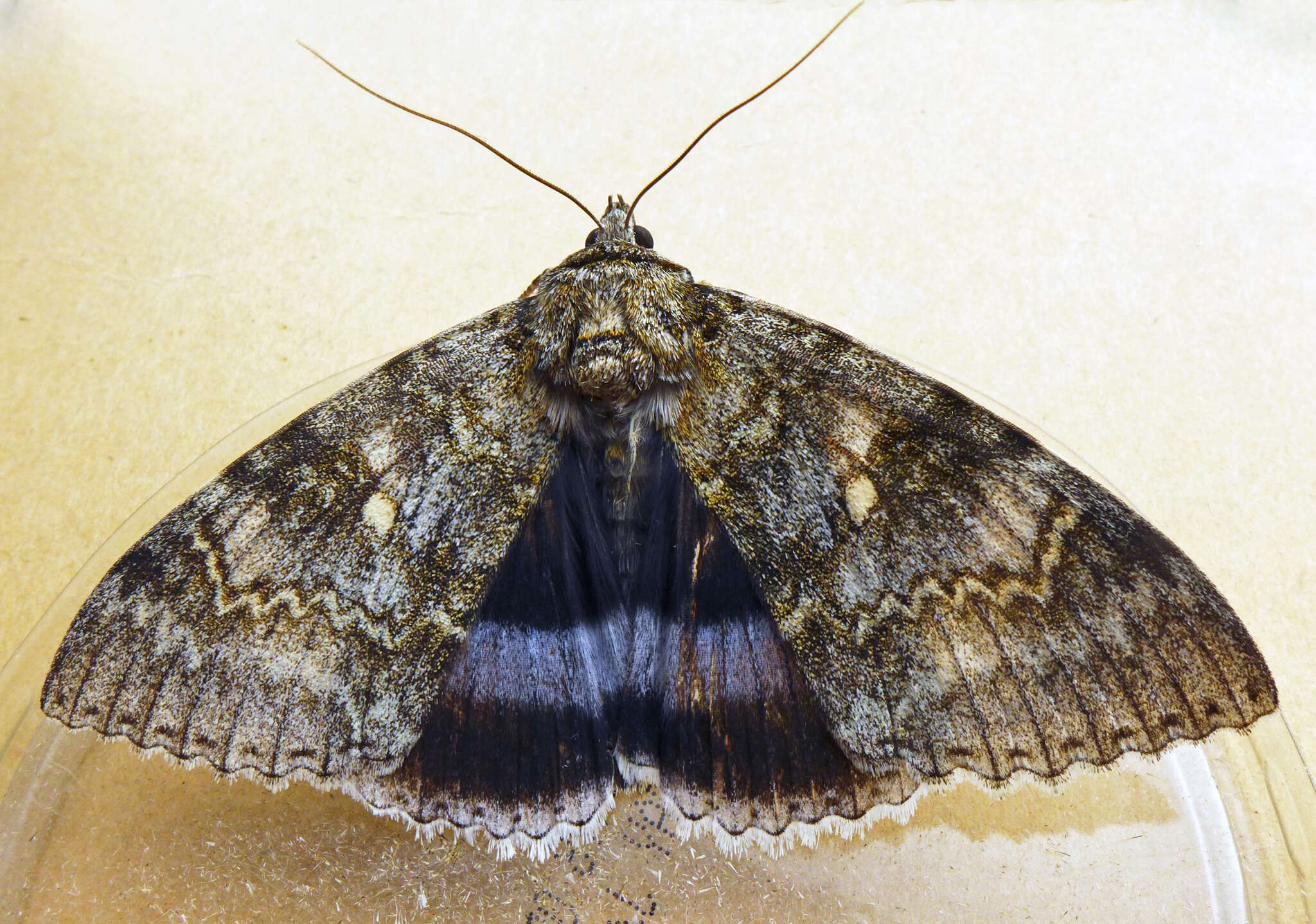 Слика од Catocala fraxini Linnaeus 1758