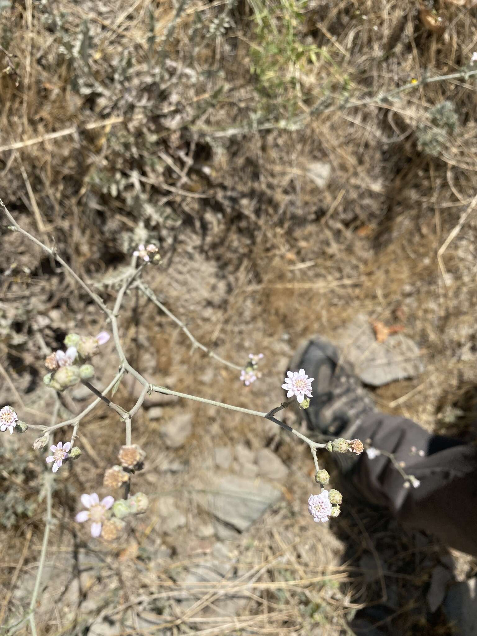 Image of Leucheria rosea Poepp. ex Less.