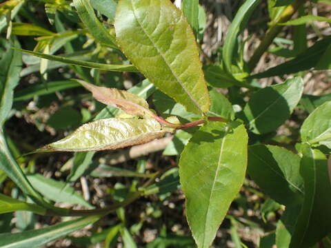 Image of Missouri River willow