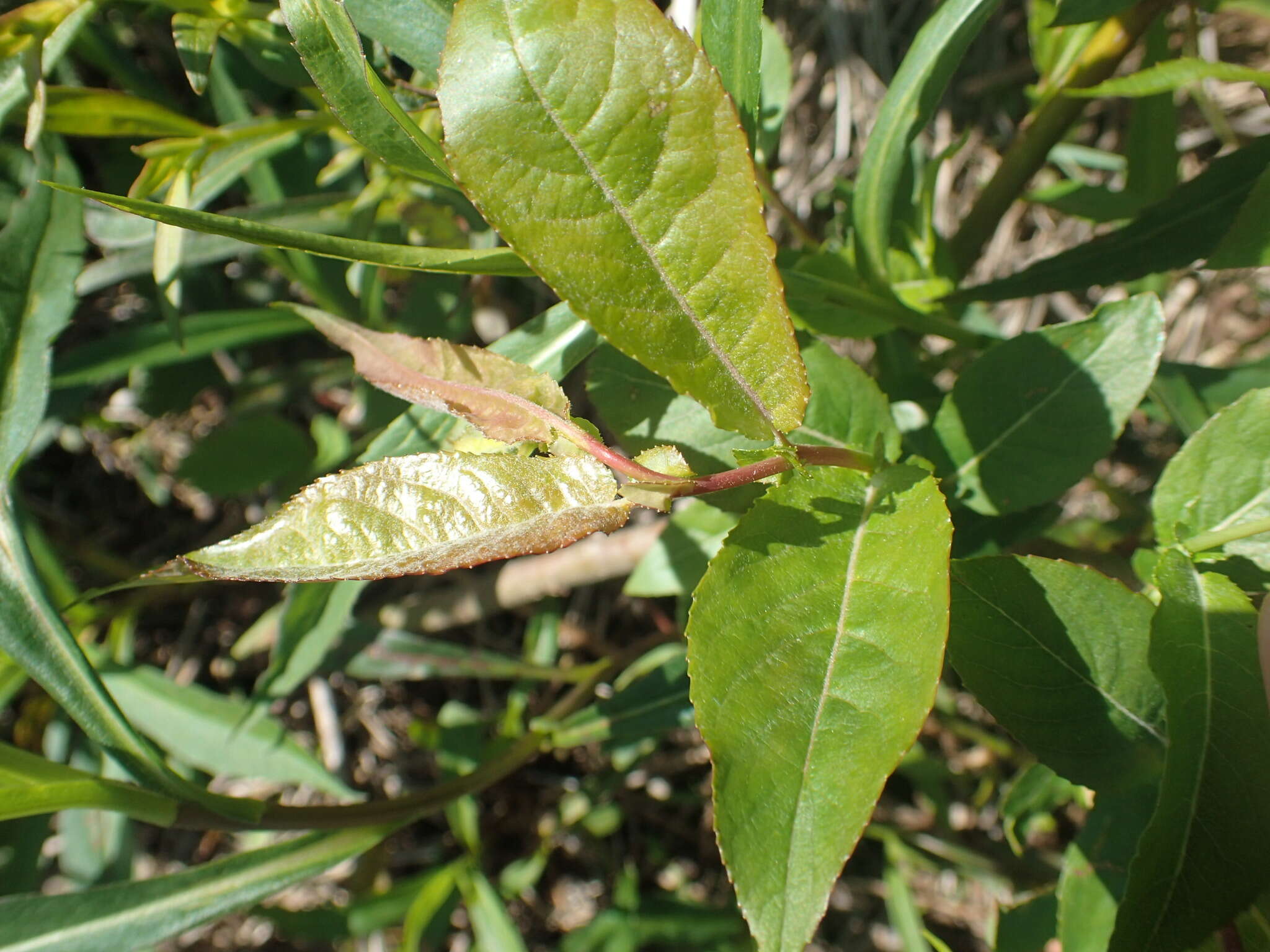 Image de Salix eriocephala Michx.