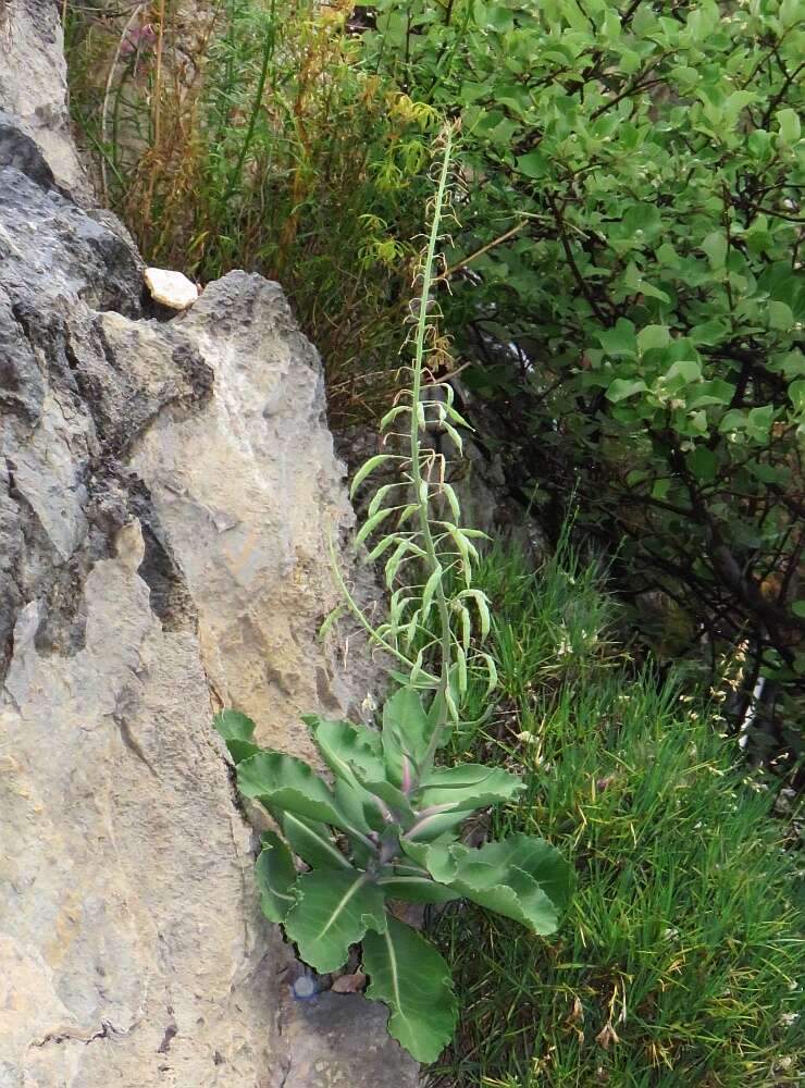 Image of Brassica hilarionis Post