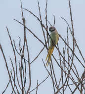 Image of Blue-winged Parakeet