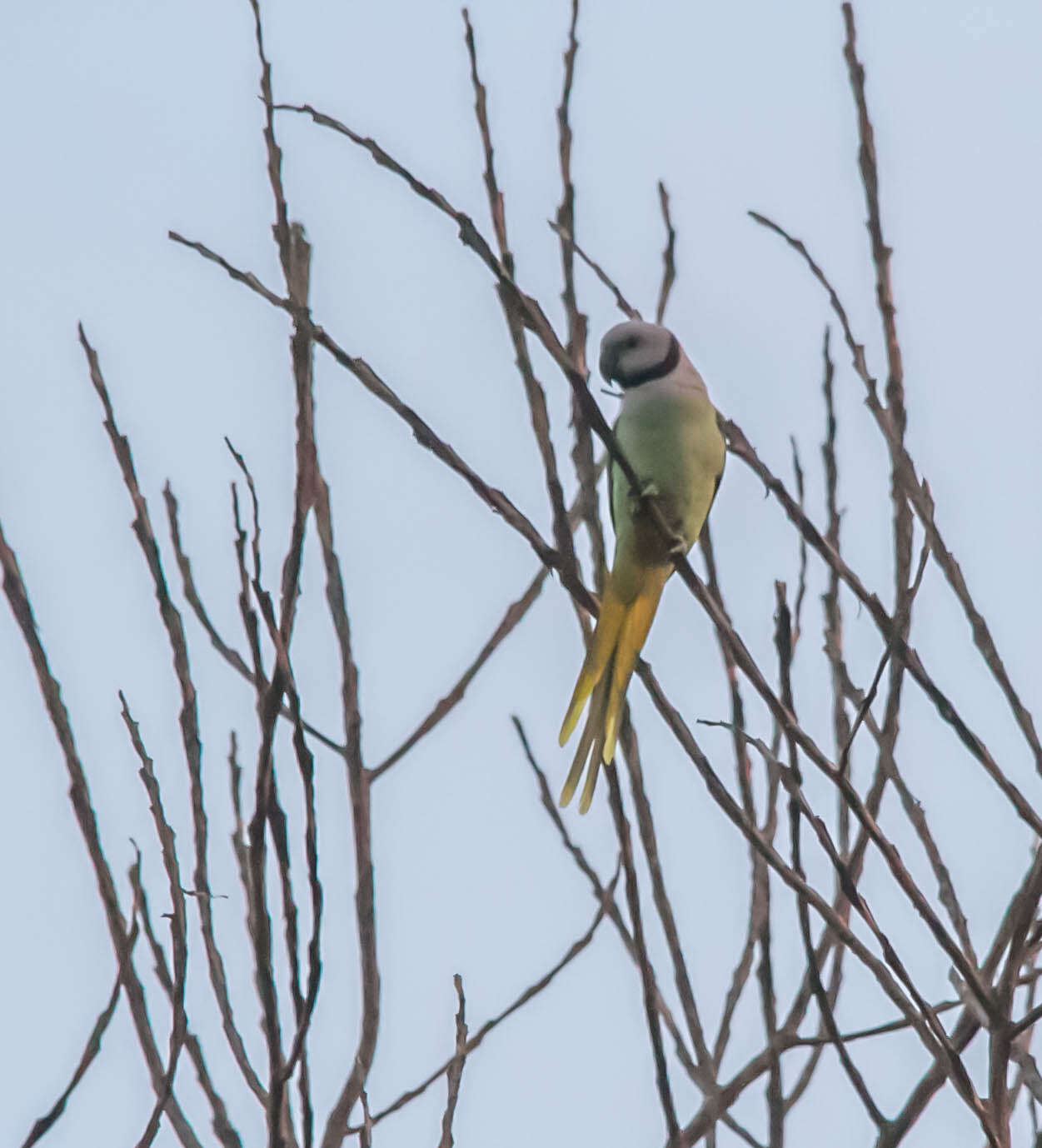 Image of Blue-winged Parakeet