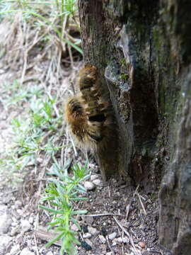 Image of oak eggar