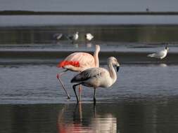 Imagem de Phoenicopterus chilensis Molina 1782