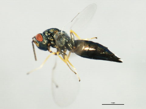 Image of <i>Pteromalus phycidis</i> (Ashmead 1898)
