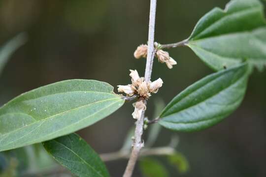 Image of Hibiscus purpusii T. S. Brandeg.