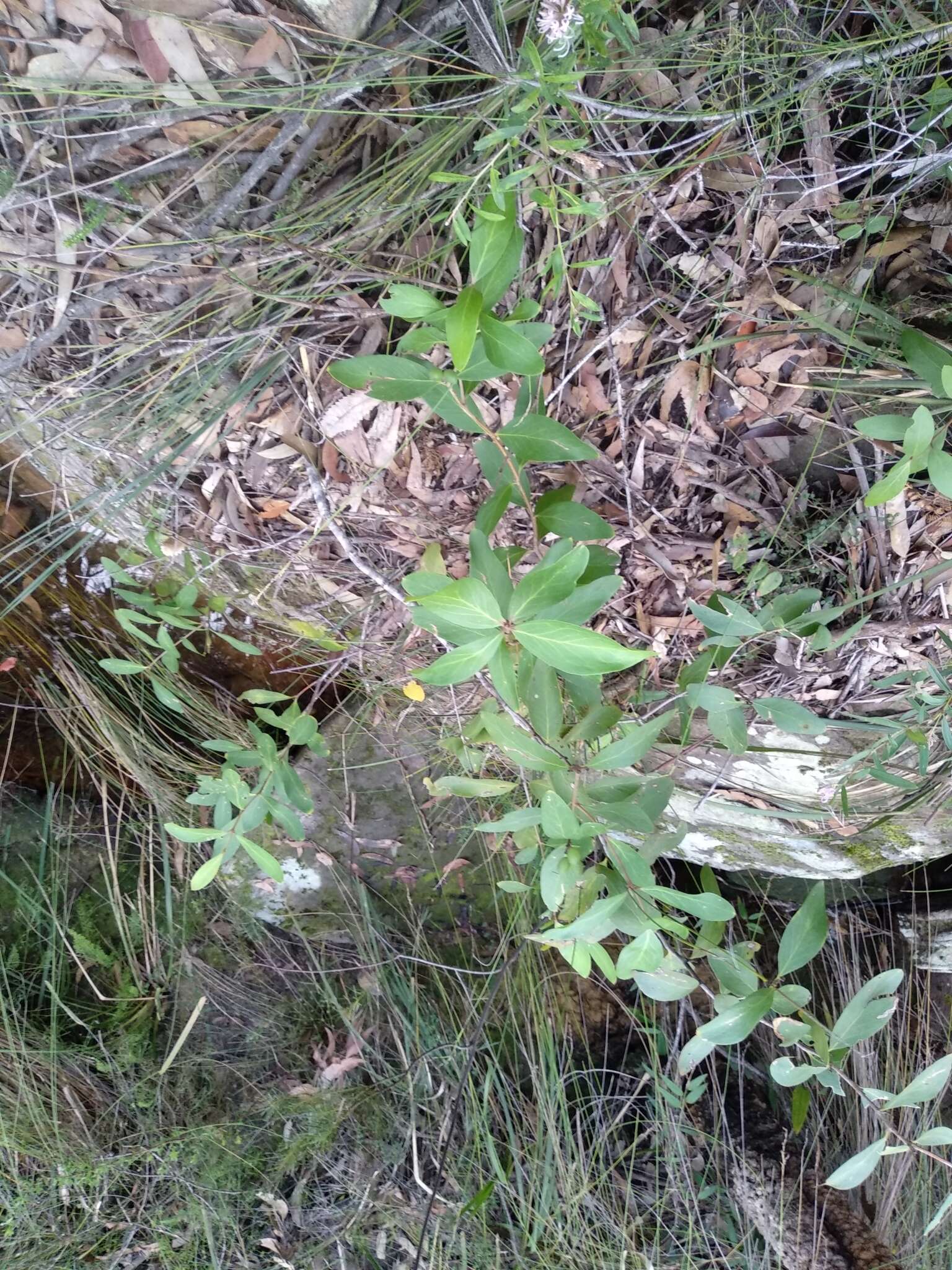 Image of Persoonia laurina subsp. laurina