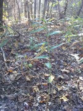 Image of Deer-Tongue Rosette Grass