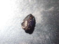 Image of Metallic wood-boring beetle