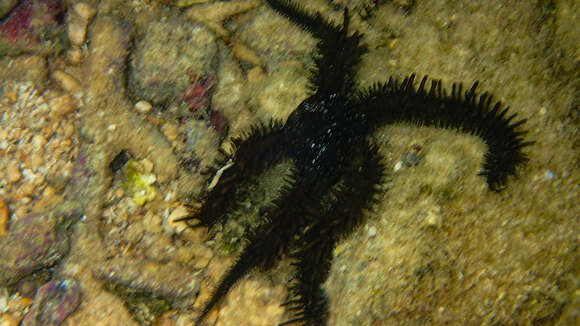 Image of Ophiocoma cynthiae Benavides-Serrato & O'Hara 2008