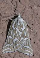 Image of Sagebrush Girdle