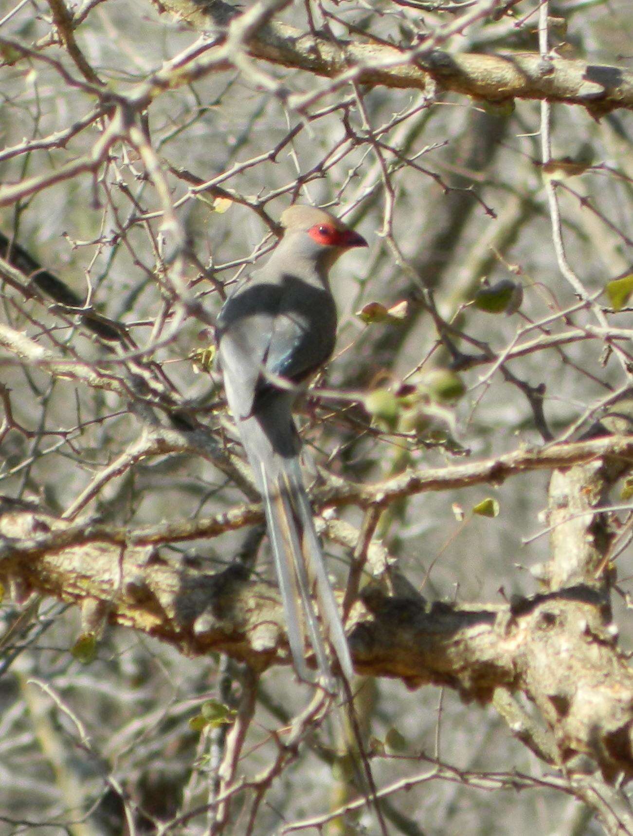 Urocolius indicus transvaalensis Roberts 1922 resmi