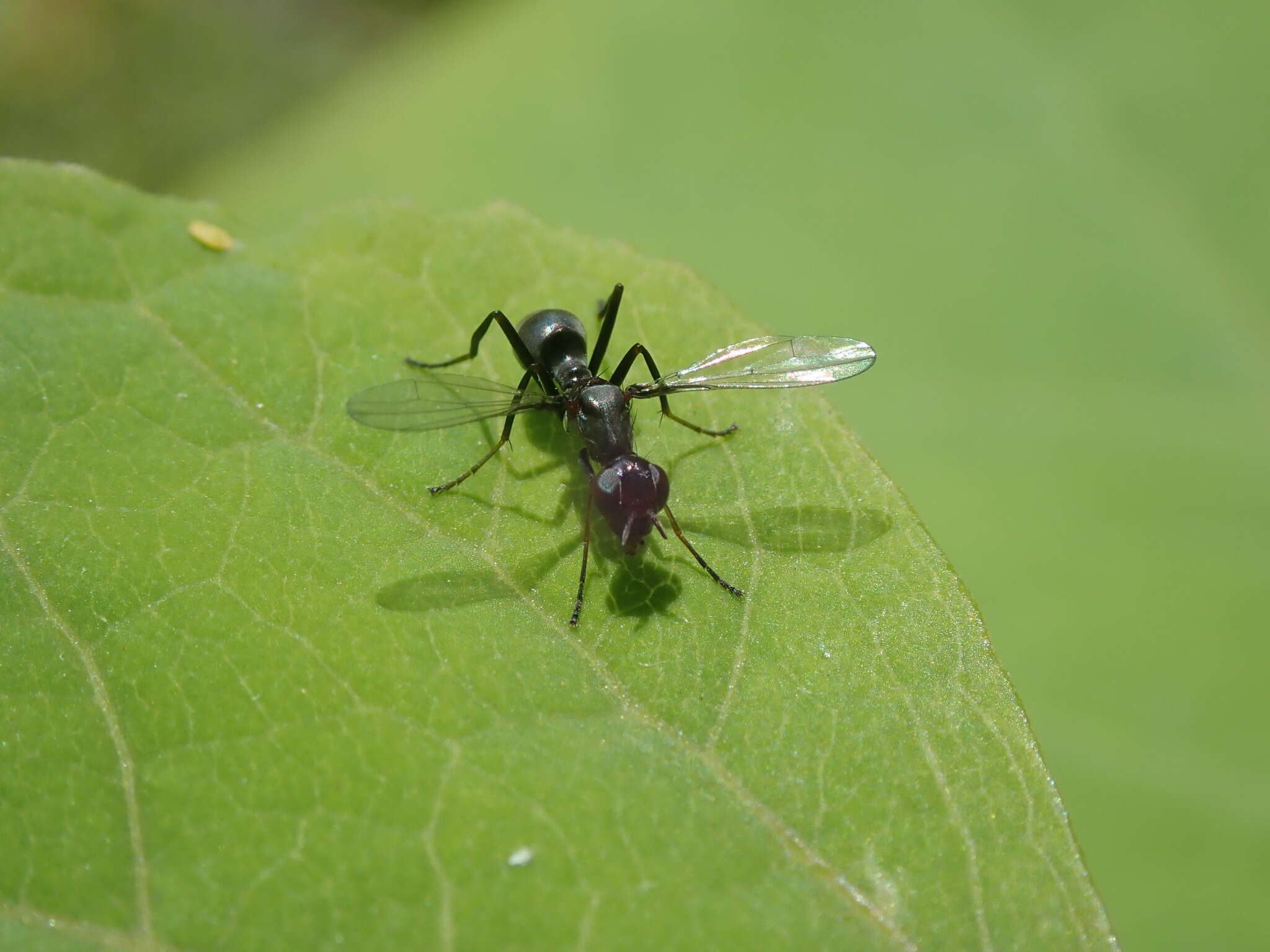 Image of Myrmecothea