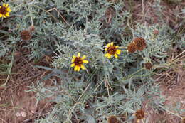 Image of Texas blueweed