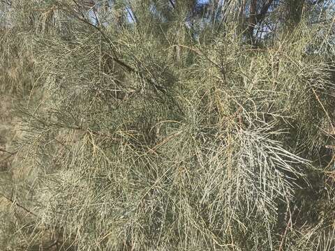 Image of Athel tamarisk