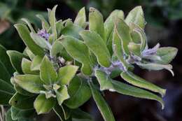 Image of woollyleaf manzanita