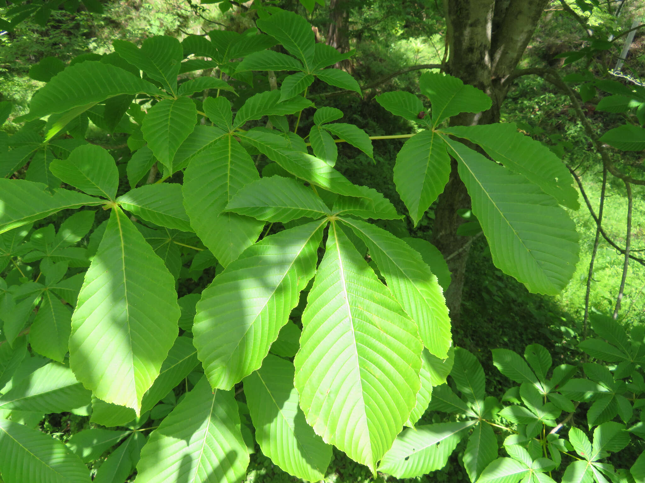 Image of Japanese Horse-chestnut