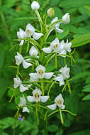 Habenaria linearifolia Maxim. resmi