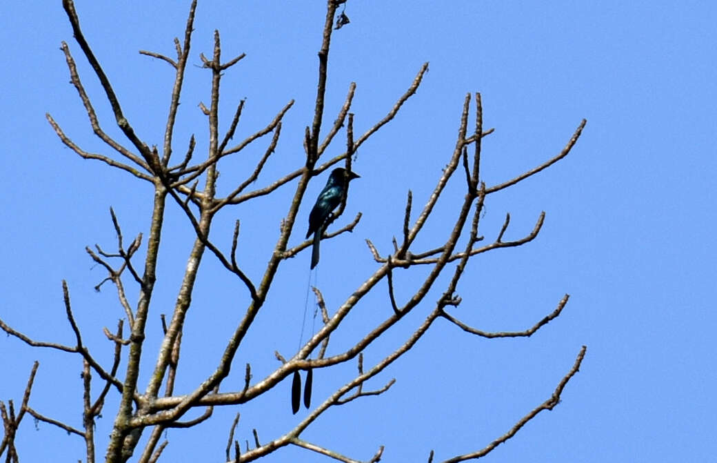 Image of Lesser Racket-tailed Drongo