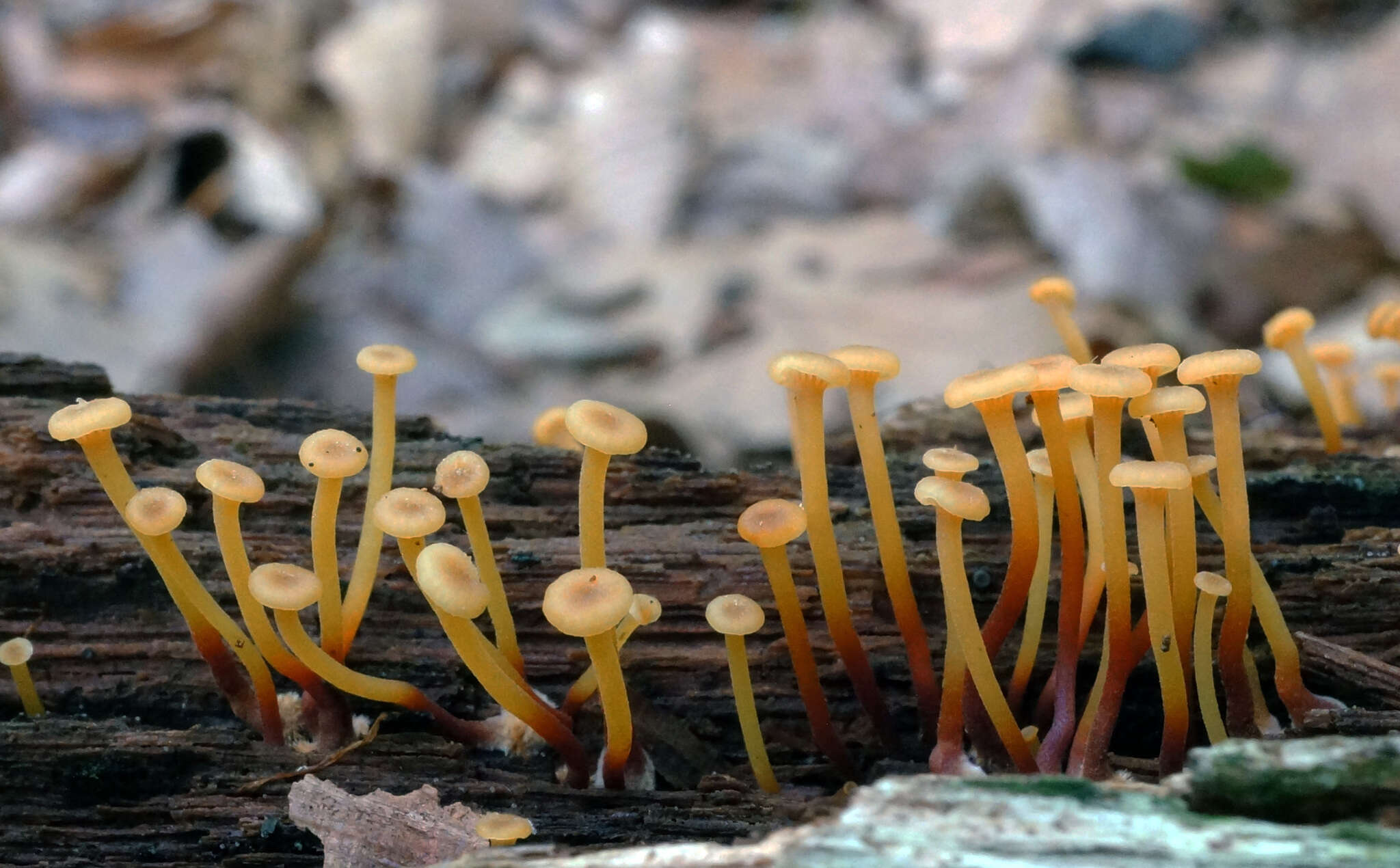 Image of Xeromphalina kauffmanii A. H. Sm. 1953