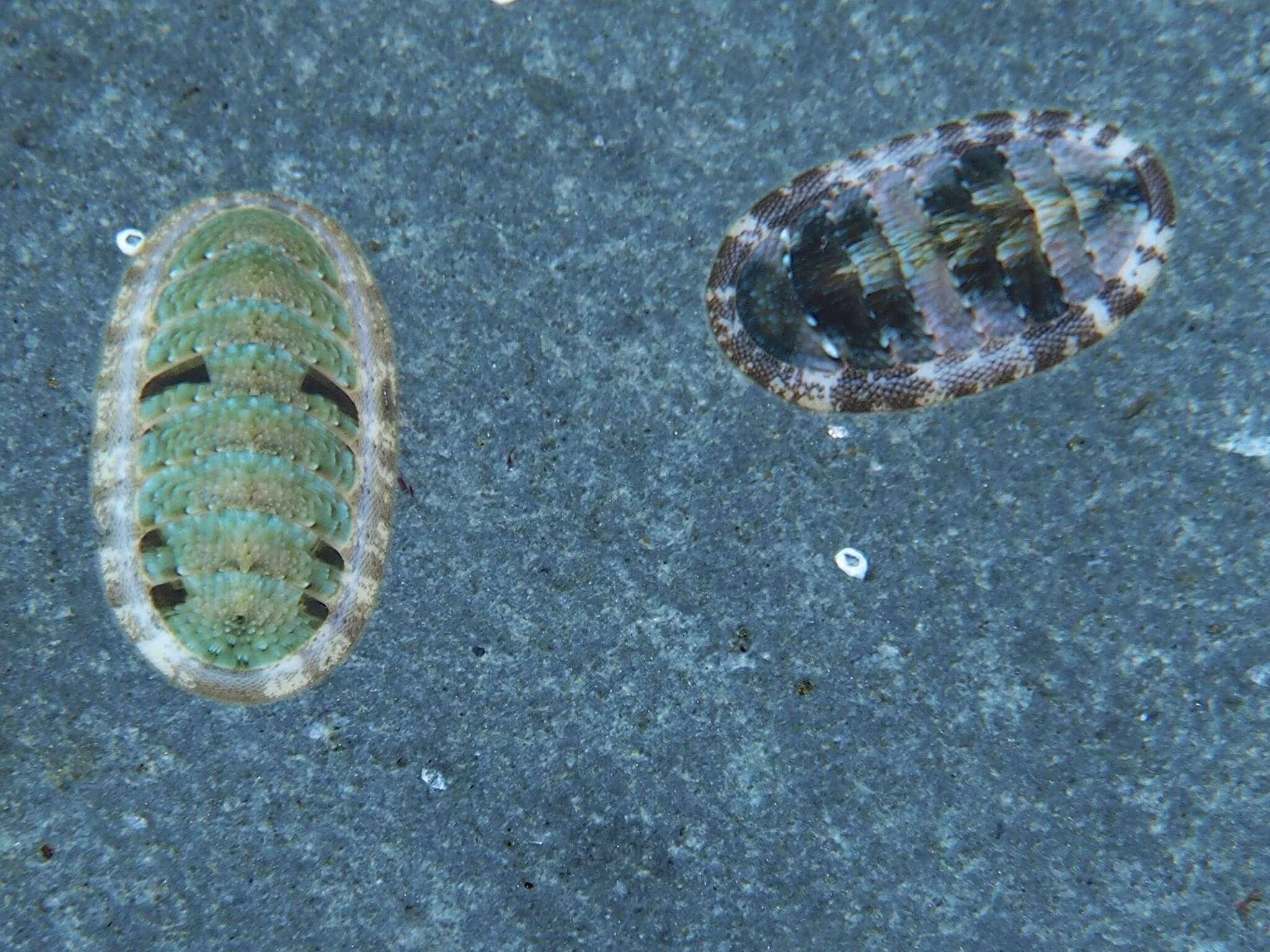 Image of Ischnochiton comptus (Gould 1859)