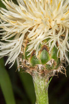 Image of Centaurea dichroantha A. Kerner