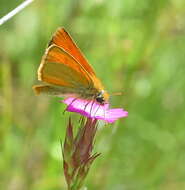 Image of small skipper