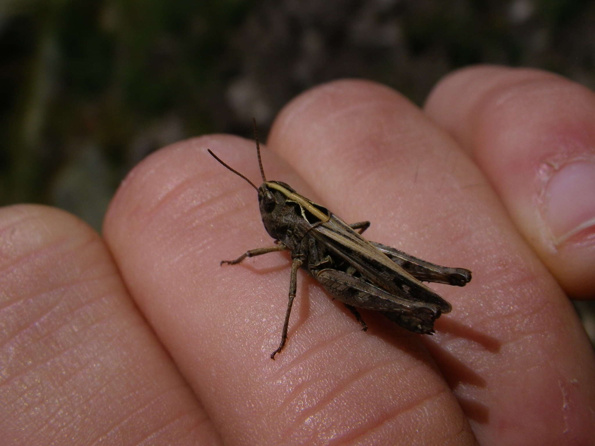 Image of orange-tipped grasshopper